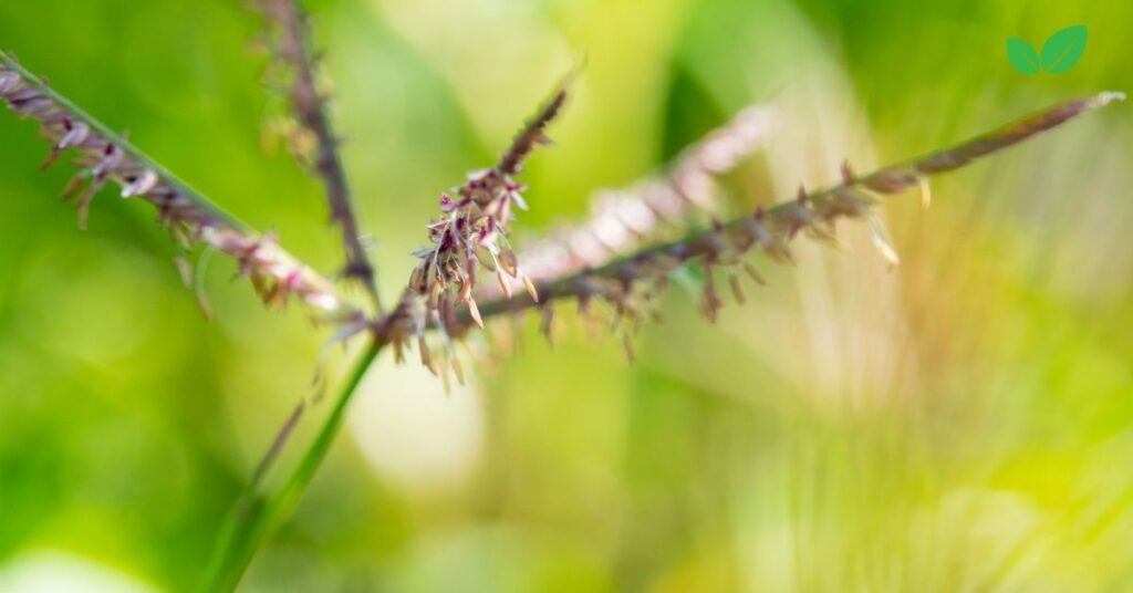 cynodon grass