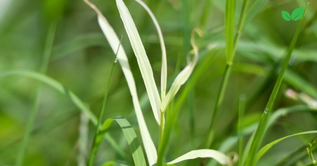 cynodon grass