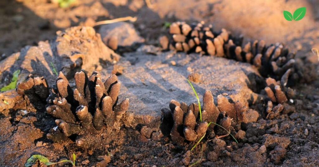 dead man's fingers