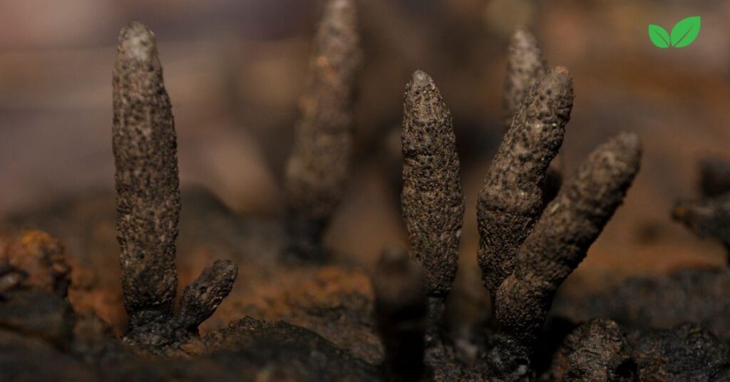 dead man's fingers