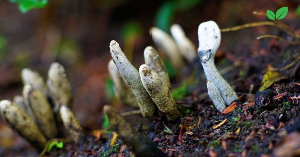 dead man's fingers