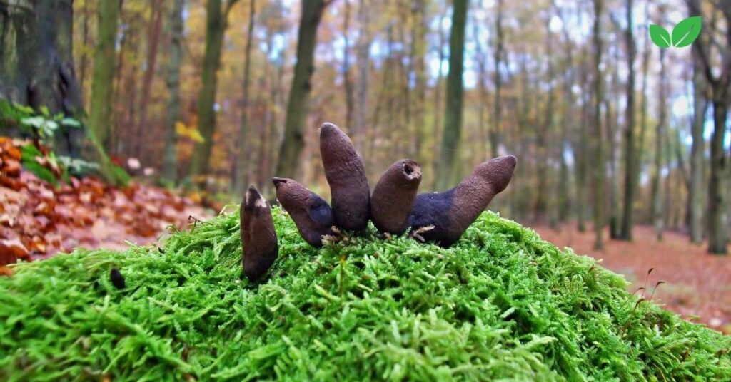 dead man's fingers