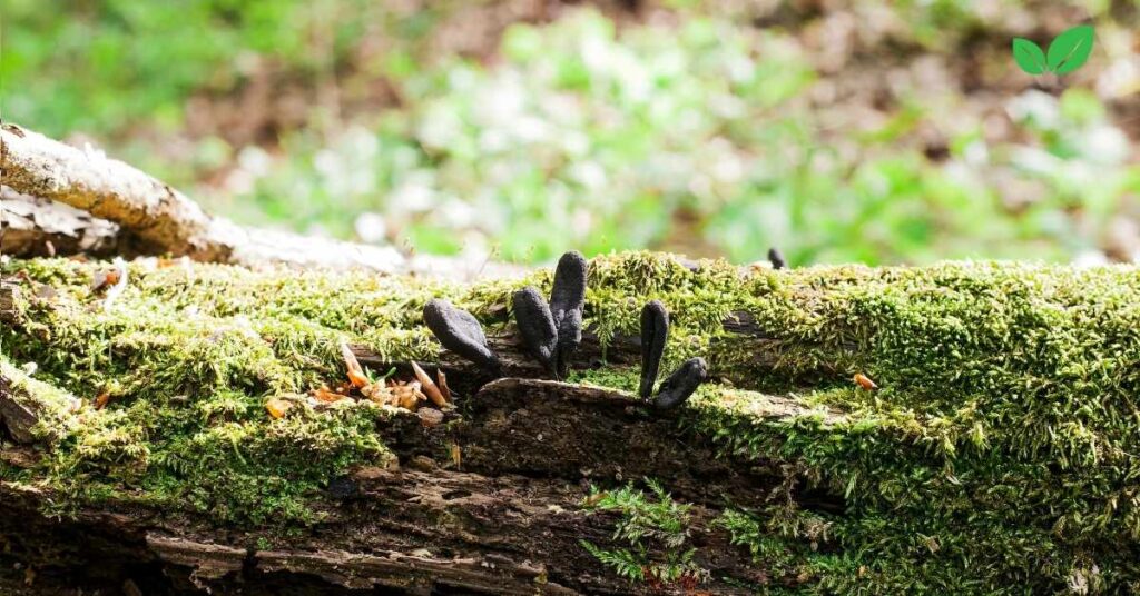 dead man's fingers