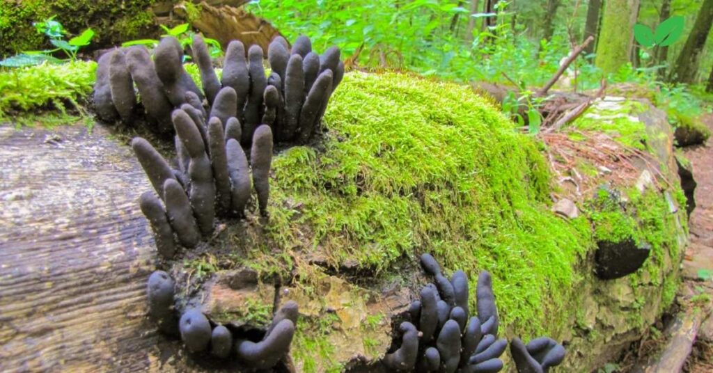 dead man's fingers