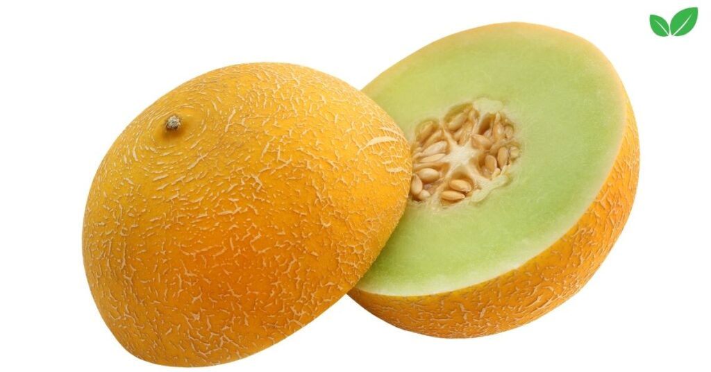 dew melon