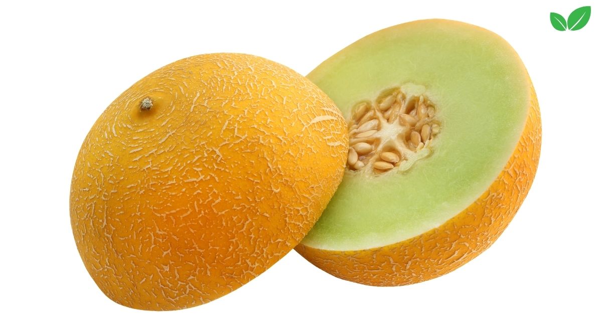 dew melon