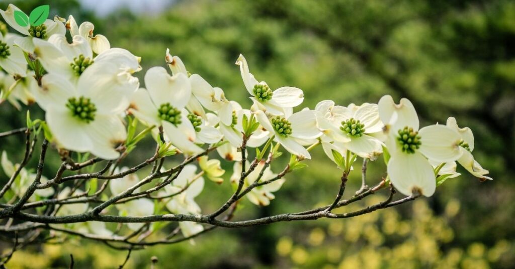 dogwood