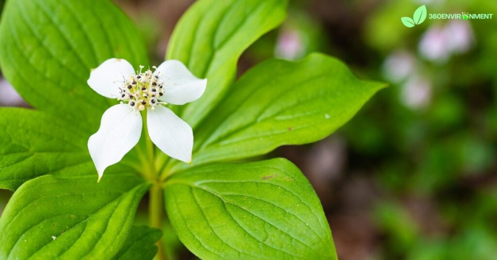 dwarf dogwood tree