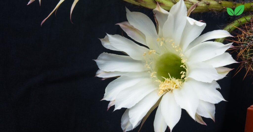 echinopsis tubiflora