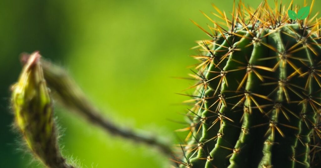 echinopsis tubiflora