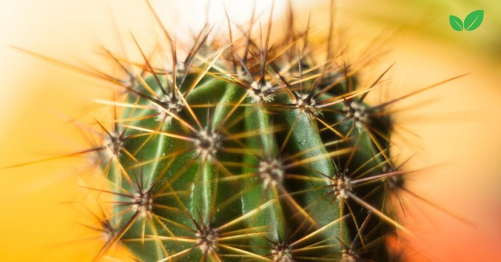 echinopsis tubiflora