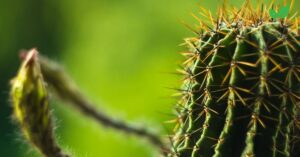 echinopsis tubiflora