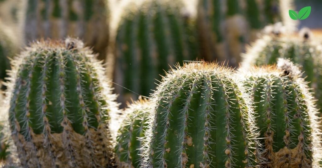 echinopsis tubiflora