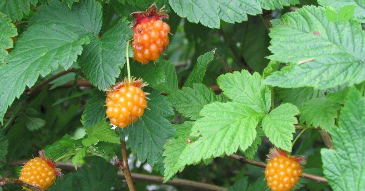 edible trees in alaska