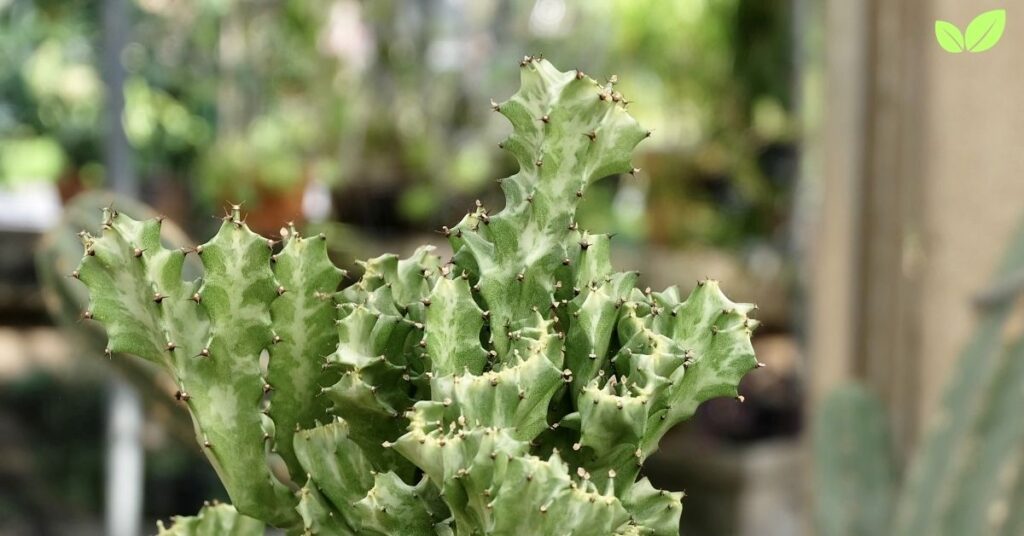 euphorbia lactea