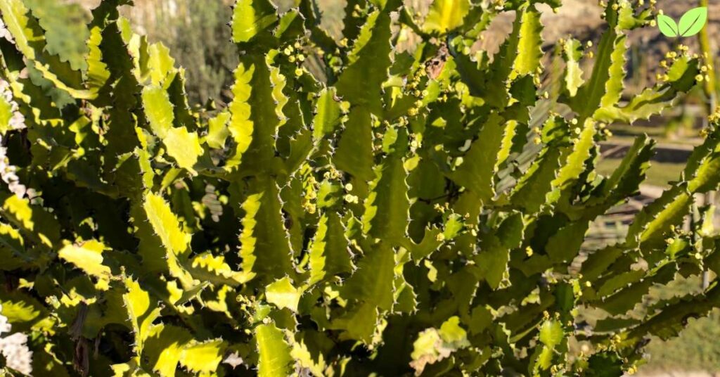 euphorbia lactea