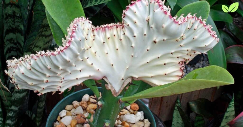 euphorbia lactea