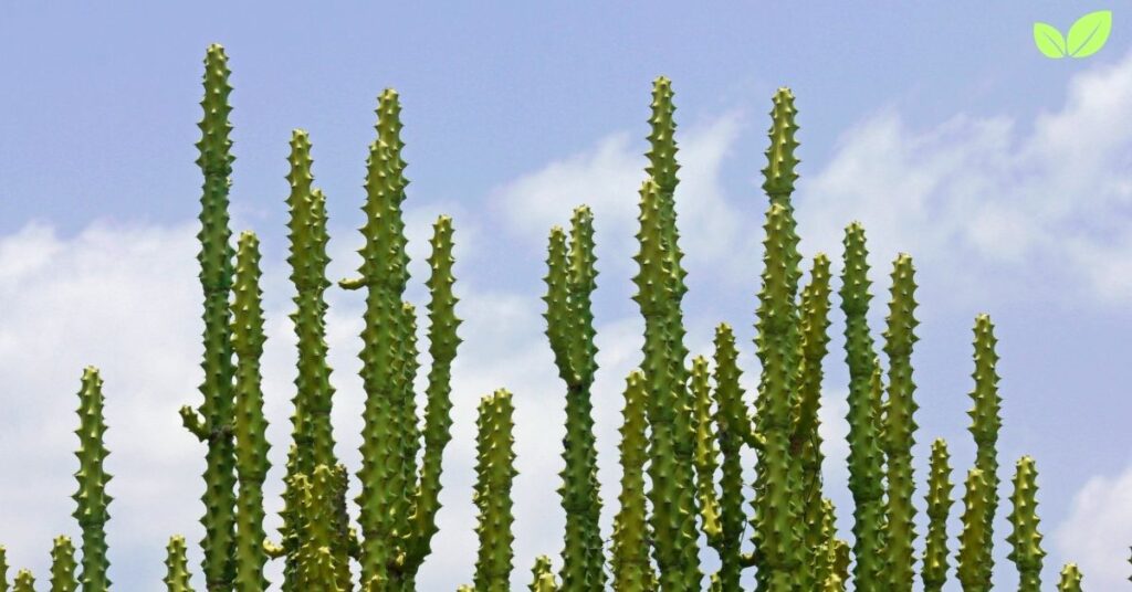 euphorbia lactea