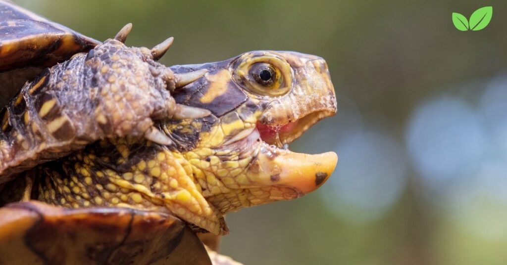 florida box turtle