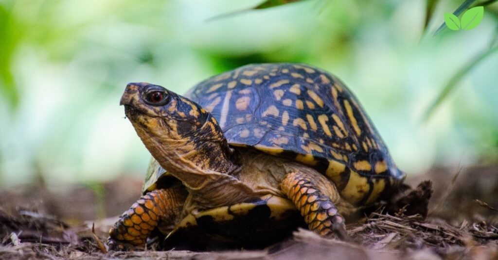 florida box turtle