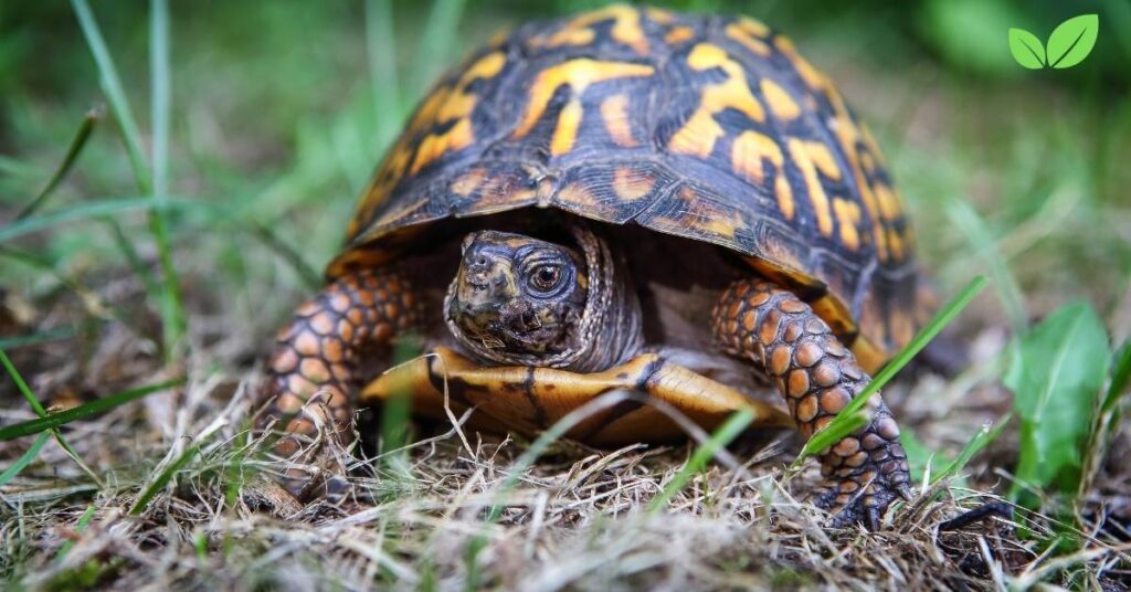 florida box turtle