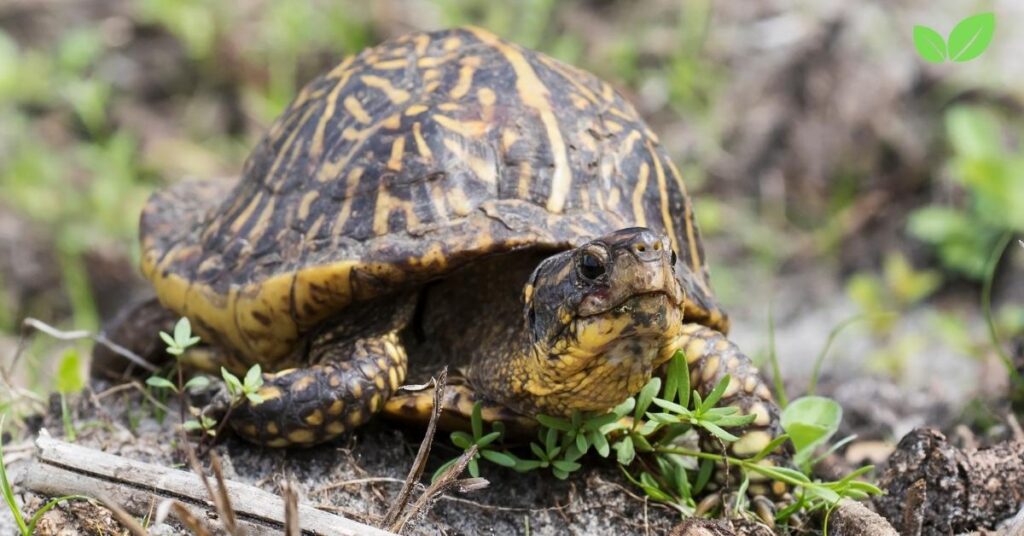 florida box turtle