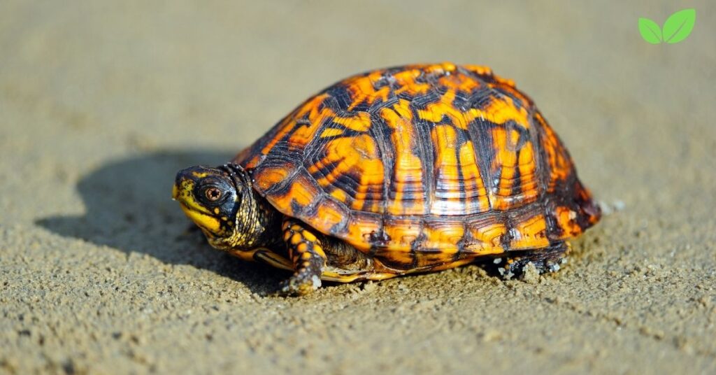 florida box turtle