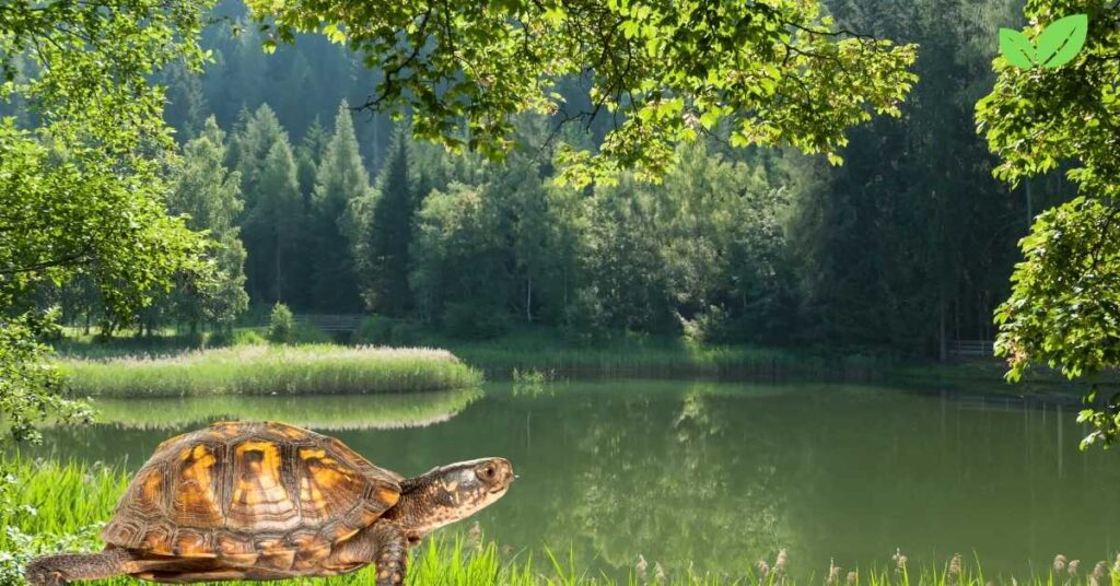 florida box turtle