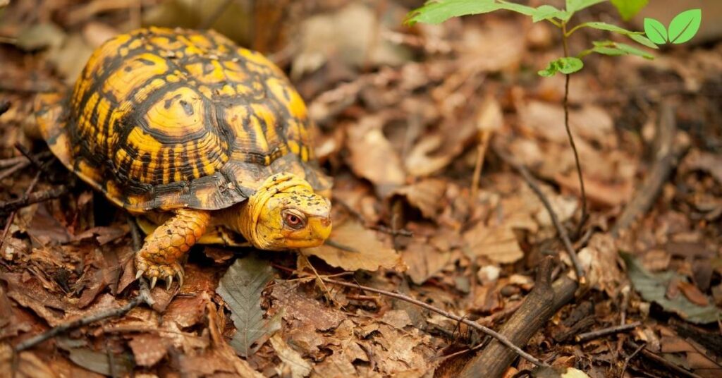 florida box turtle