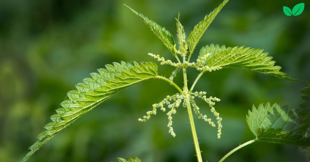 green nettle