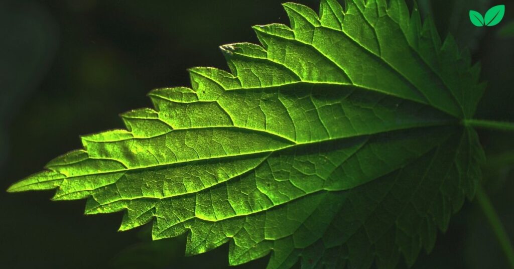 green nettle