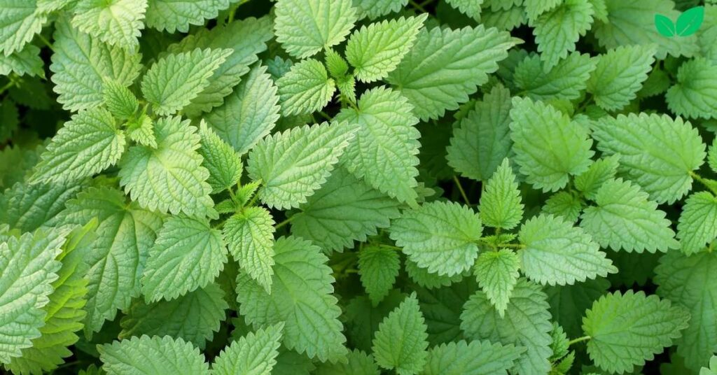 green nettle