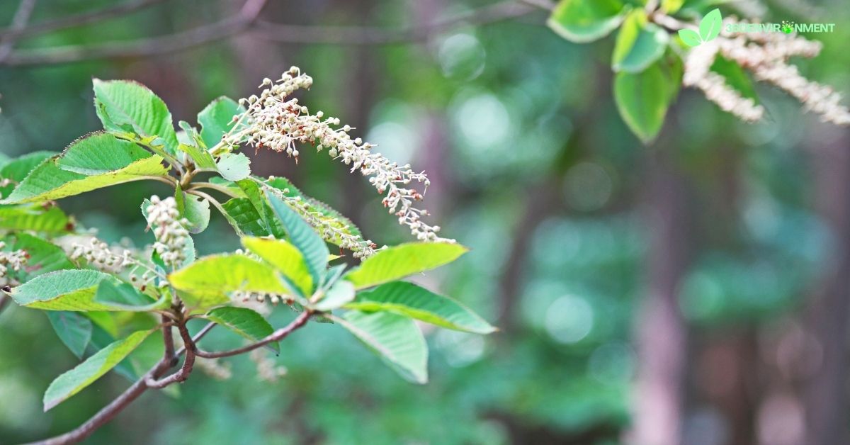 growing clethra alnifolia rosea from seed