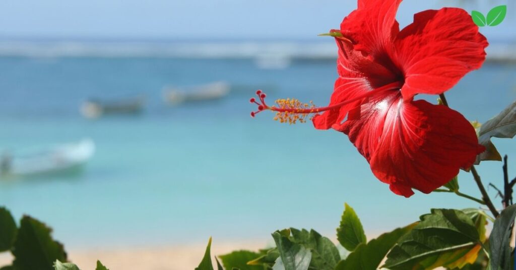 hibiscus