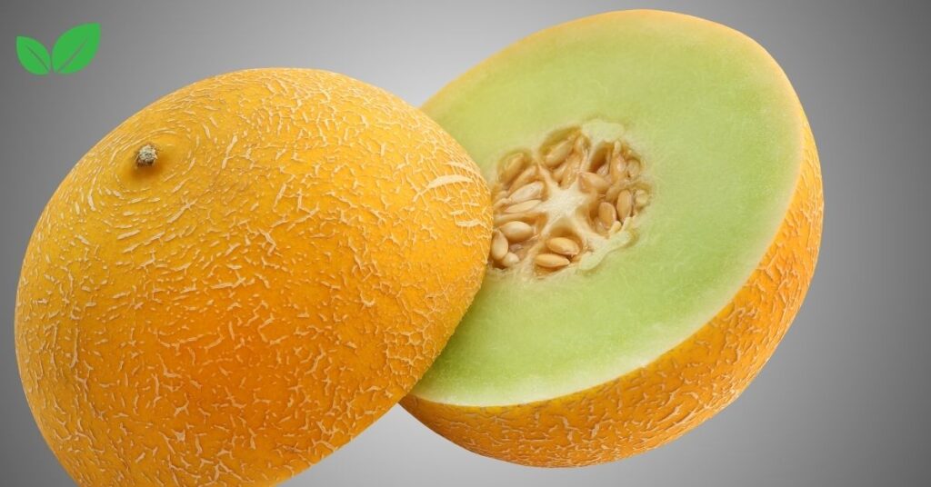 honey melon