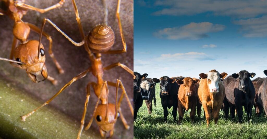 how much cattle do ants kill a year