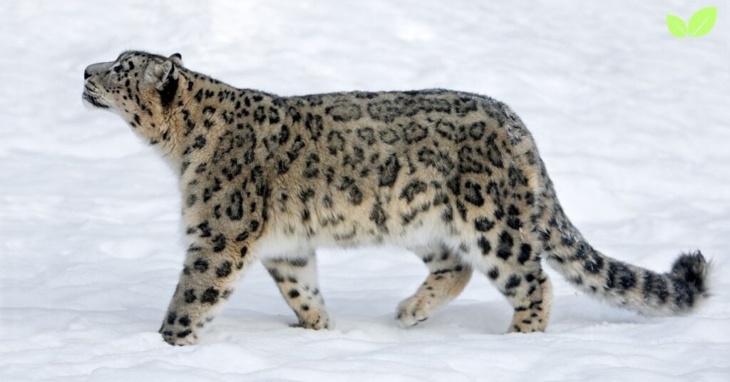 ice leopard