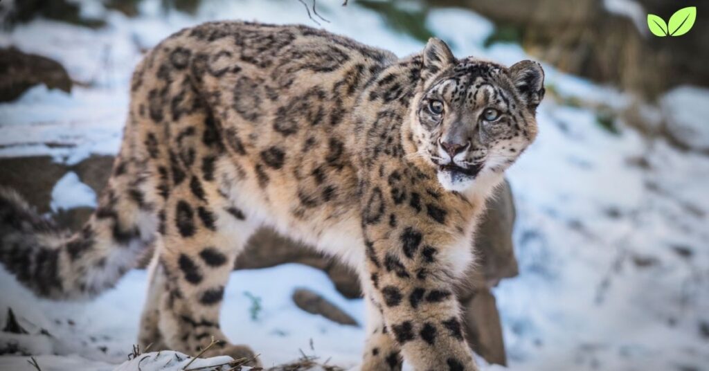 ice leopard