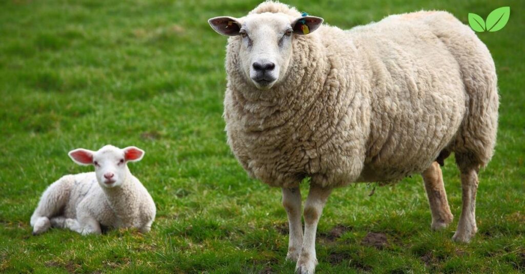 infant sheep