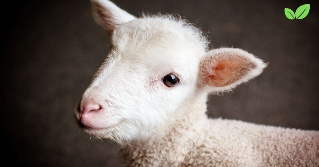 infant sheep