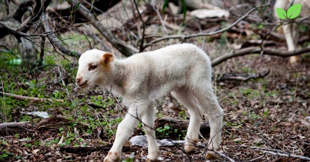 infant sheep