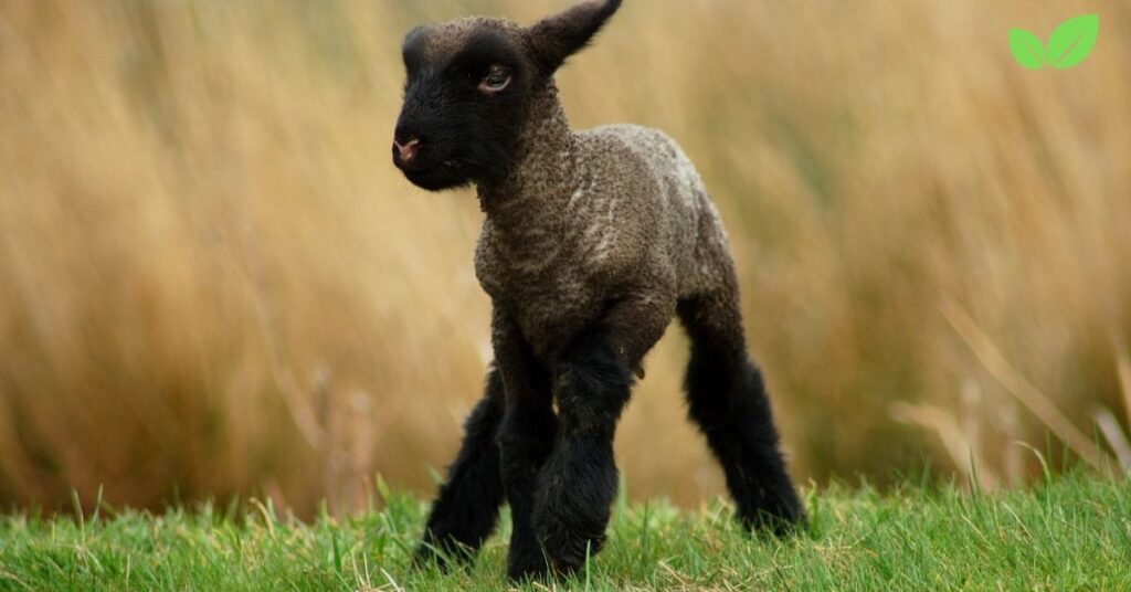 infant sheep