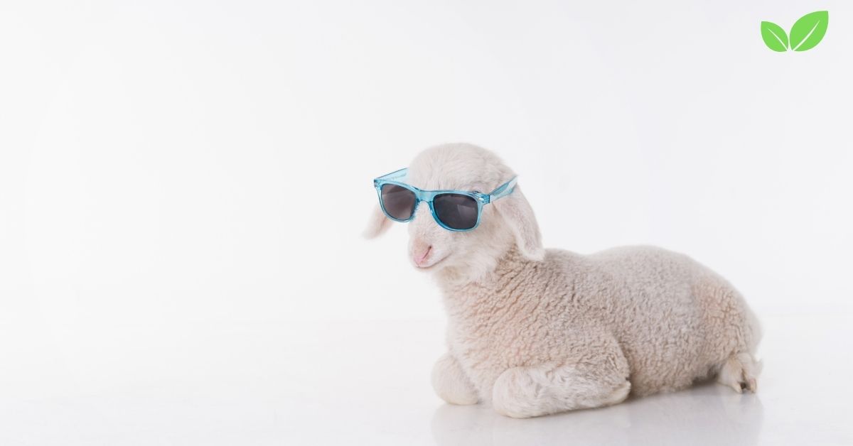 infant sheep