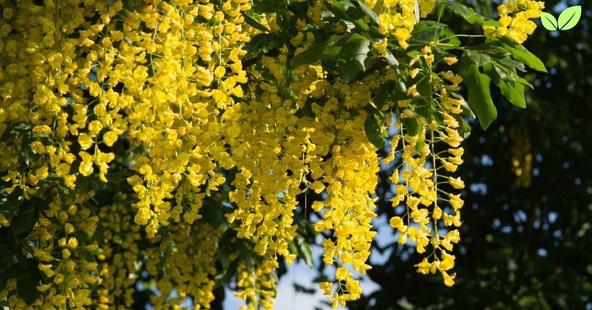 laburnum