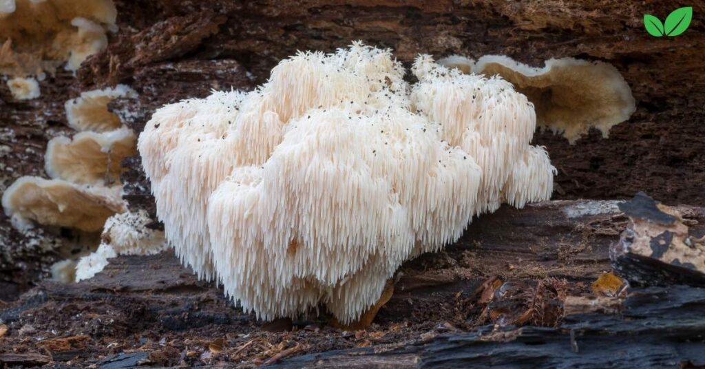 lion's mane