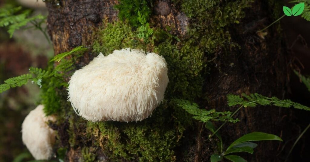 lion's mane