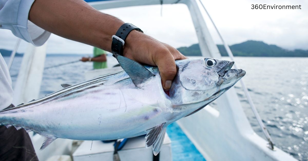 Listao Tuna: Understanding its Behavior, Habitat, and Its Role in ...