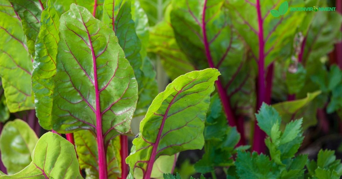 mangold chard