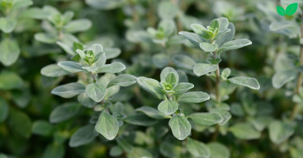 marjoram