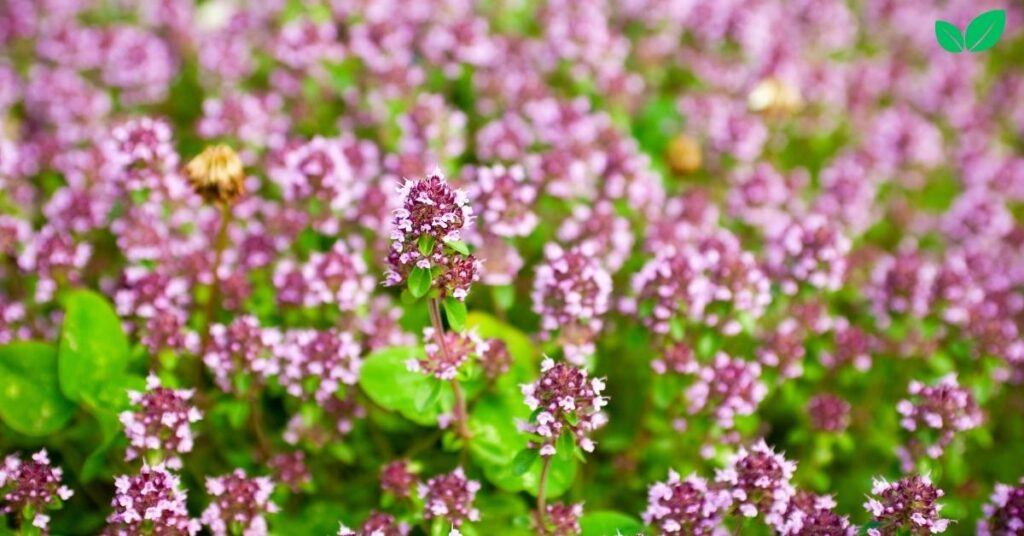 marjoram